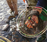 Lohenpoikanen haavissa, Luonnonvarakeskuksen sähkökalastuksen tulosta