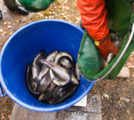 Kalanistutusta Irnijärvellä