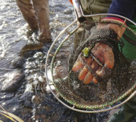 Lohenpoikanen haavissa, Luonnonvarakeskuksen sähkökalastusta
