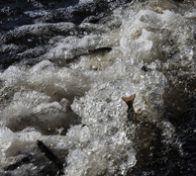 Kosken kuohuja, kalan pyrstöjä vilahtaa kuohuissa