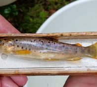 Taimenen poikanen mitattavana ja punnittavana ennen