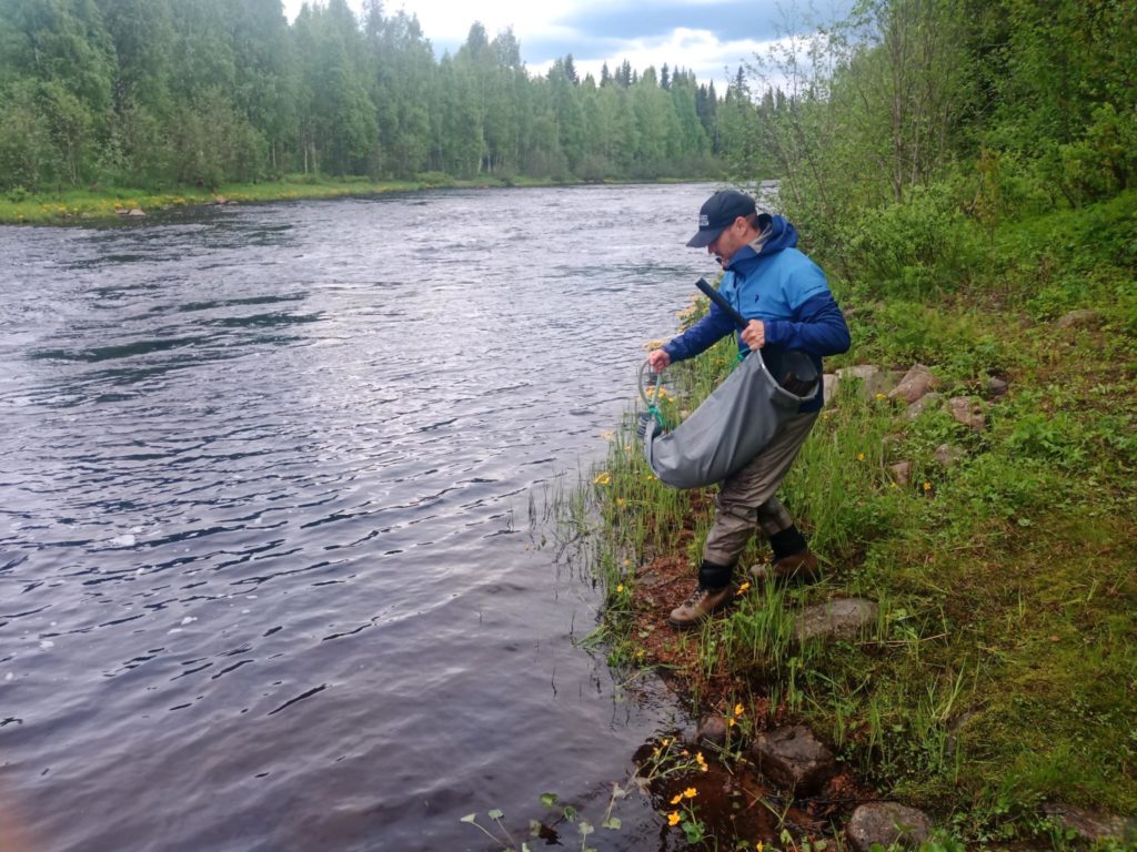 Kuva: Pohjois-Pohjanmaan liitto. Iijoen vaelluskalahankkeen 2020–2022 projektipäällikkö Mirko Laakkonen viemässä lohta vapautettavaksi Livojokeen.