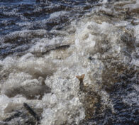 Kaloja veden kuohuissa