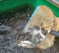 Pohjois-Pohjanmaan liitto, Lohi Iijokeen -hankkeessa tutkitaan alasvaeltavien lohenpoikasten eli smolttien käyttäytymistä