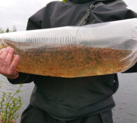 Iijoen vesistöön istutetaan eri-ikäisiä merilohen ja -taimenen pienpoikasia. Kuvassa vastakuoriutuneita lohia. (Kuva: Pohjois-Pohjanmaan liitto)