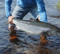 Kuva 1: Iijoelle siirretty noin 9 kg koiraslohi. (Kuva: Pohjois-Pohjanmaan liitto)