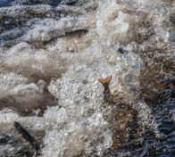 Kalan poikasia vedessä