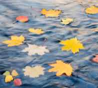 Puunlehtiä vedessä