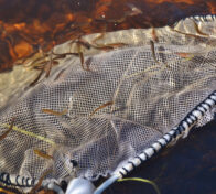 Meritaimenen vastakuoriutuneita poikasia. Kuva: Lohi Iijokeen 2 -hanke