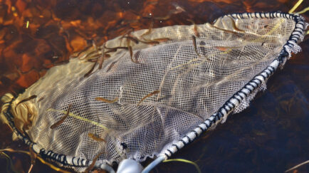 Meritaimenen vastakuoriutuneita poikasia. Kuva: Lohi Iijokeen 2 -hanke