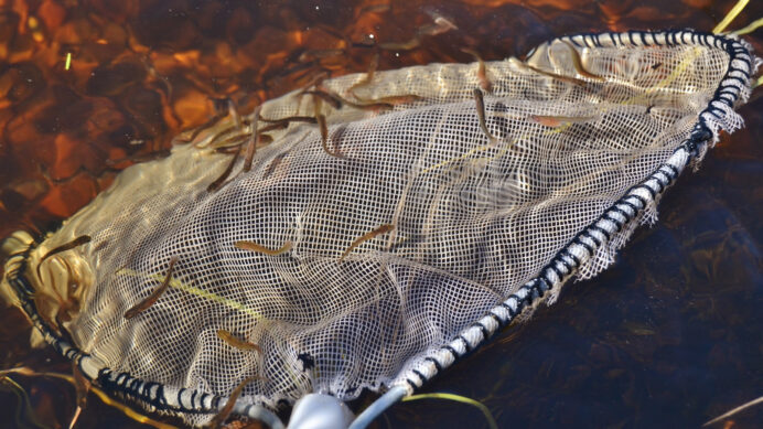 Meritaimenen vastakuoriutuneita poikasia. Kuva: Lohi Iijokeen 2 -hanke