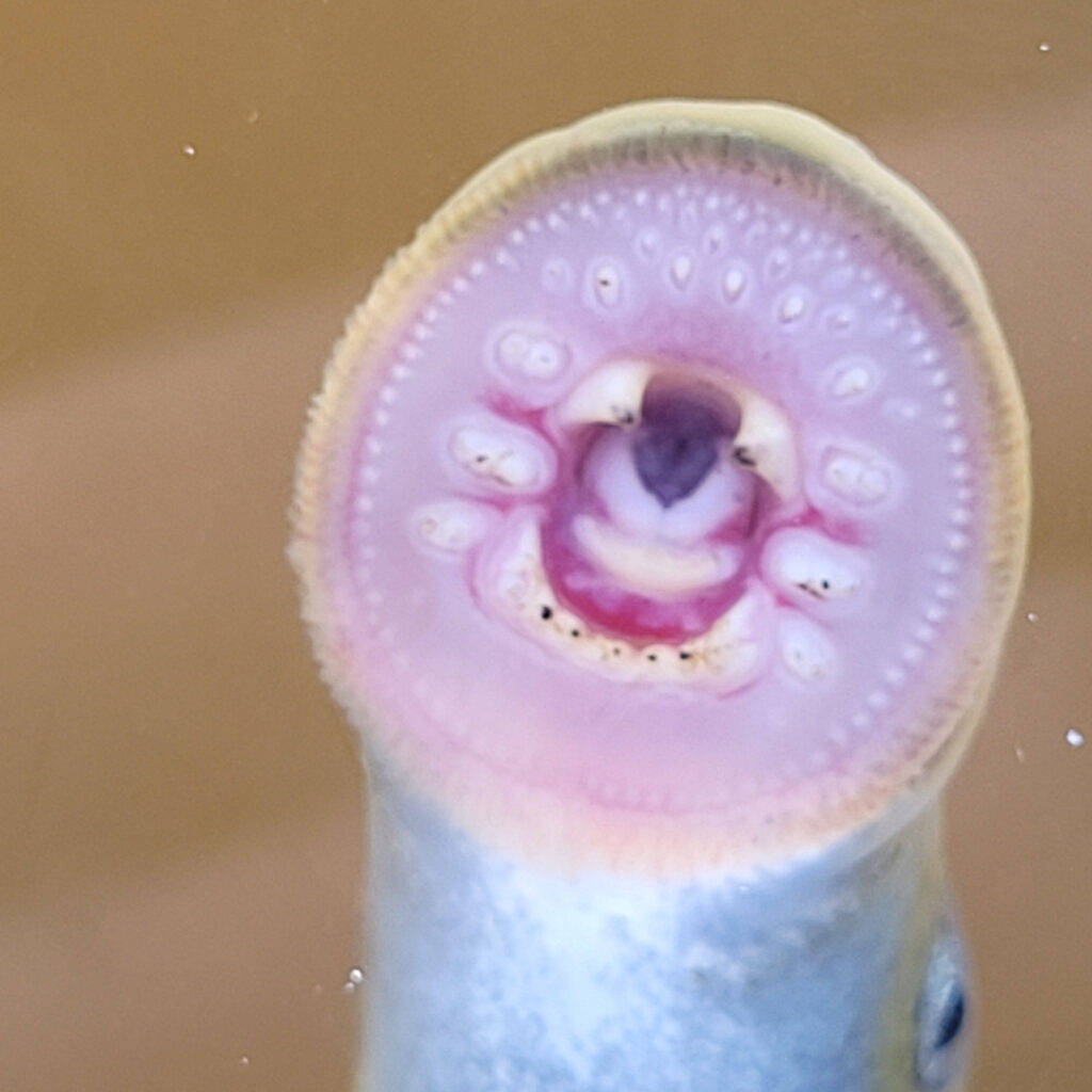 Nahkiainen. Kuva: Jyrki Salo