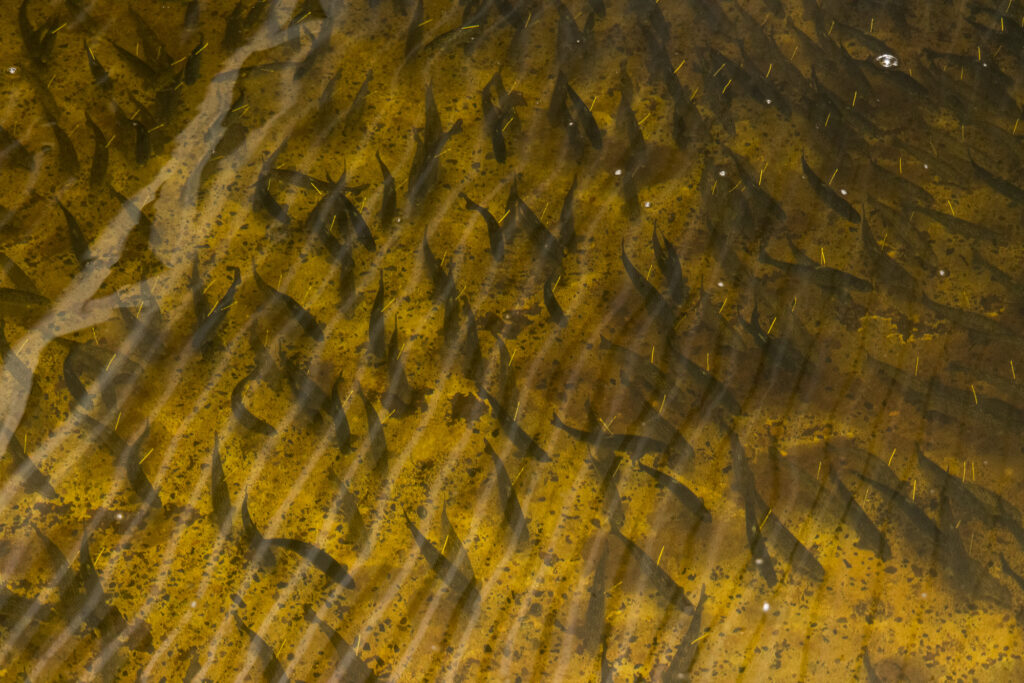 Voimalohi Oy:n omistama Kuusamon Käylän kalanviljelylaitos. Kuvassa kalanpoikasia altaassa. Kuva: Kai Tirkkonen