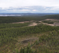 Askanaapa kesällä